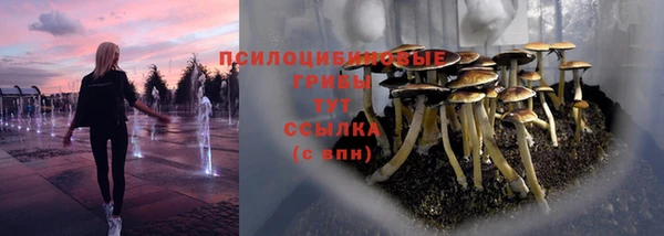 стаф Осинники